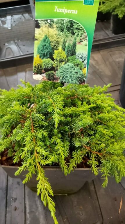 Krypeine 20/25 cm  2 L potte