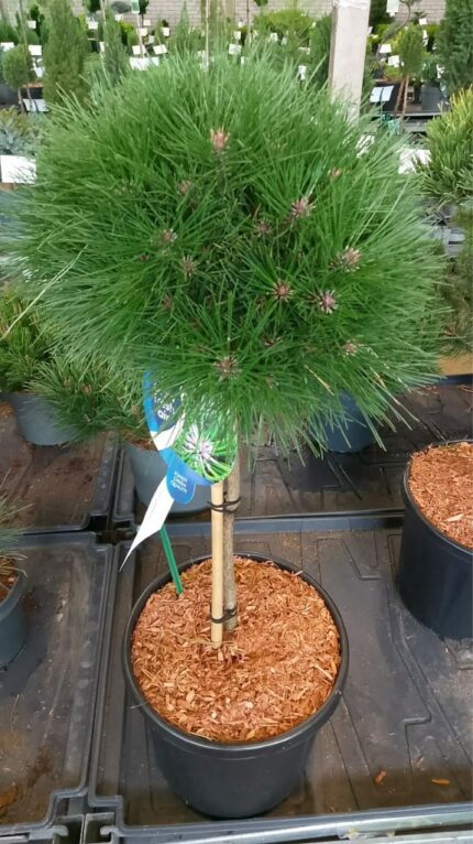 Furu "Bambino"  oppstammet  60 cm 12 L potte