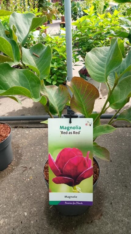 Magnolia "Red as Red"  40/60  3 l potte