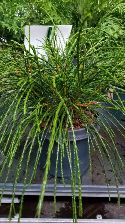 Thuja "whipcord" 20-25cm  3L potte