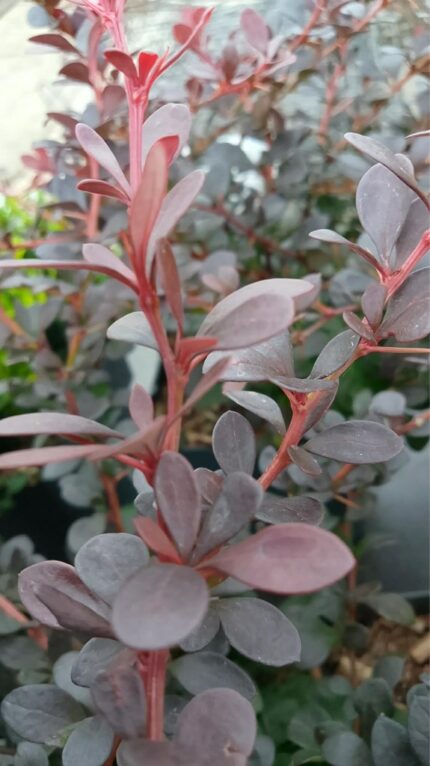 Berberis "Darts Red Lady"  2 l potte