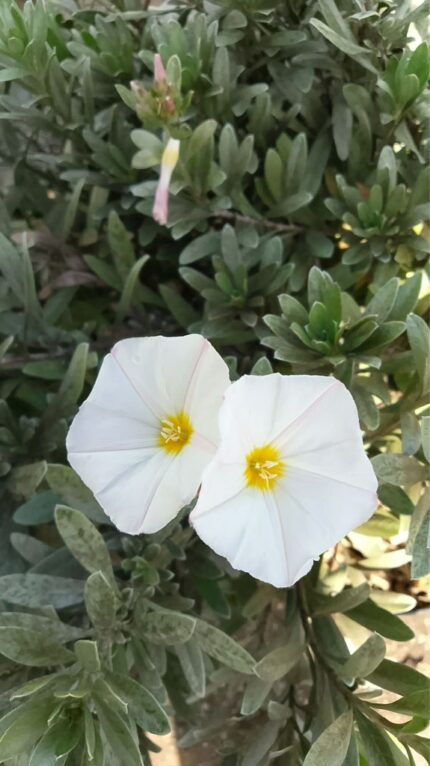 Convoluvulvus cneroum   20/25   2 l potte