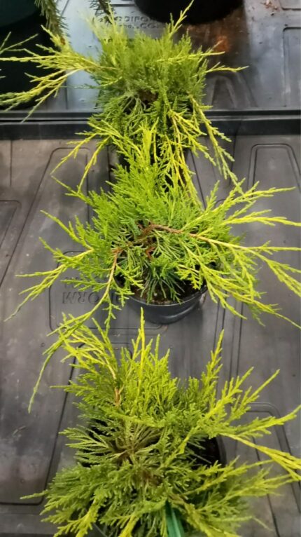 Krypeine "Old Gold"  20/30 cm 1 L