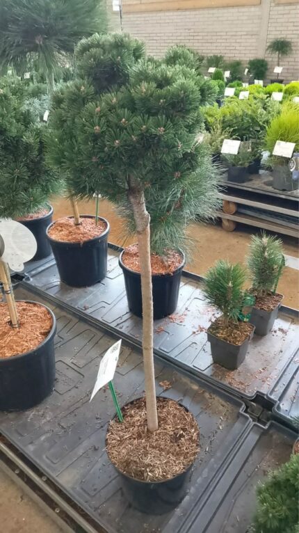 Furu "Liliputt" oppstammet 60 cm   7,5 L potte