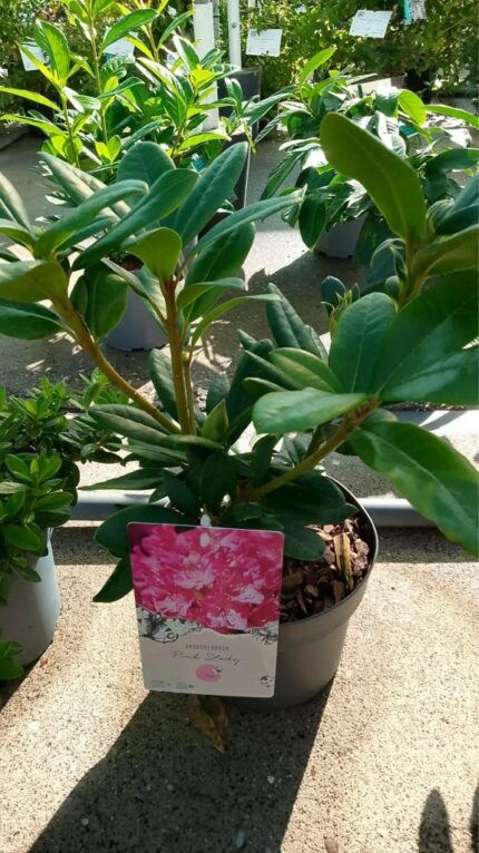 Rhododendron "Pink Lady"  40/50 cm  3 l potte