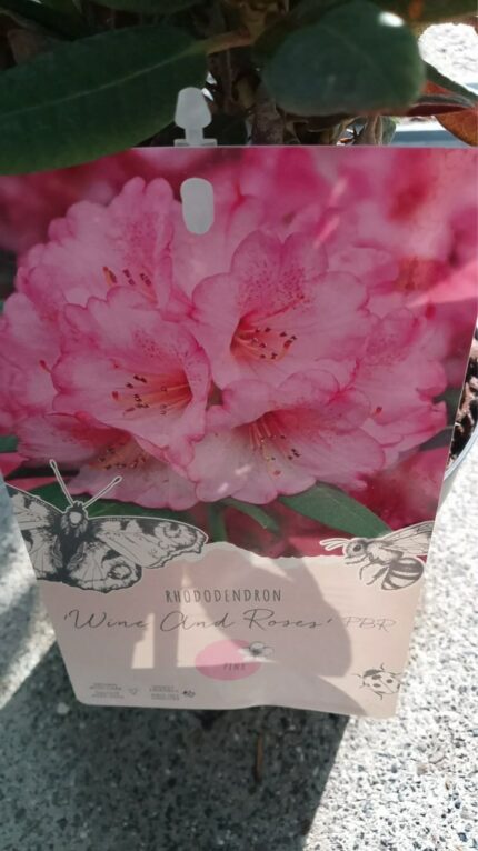 Rhododendron "Wine & Roses"