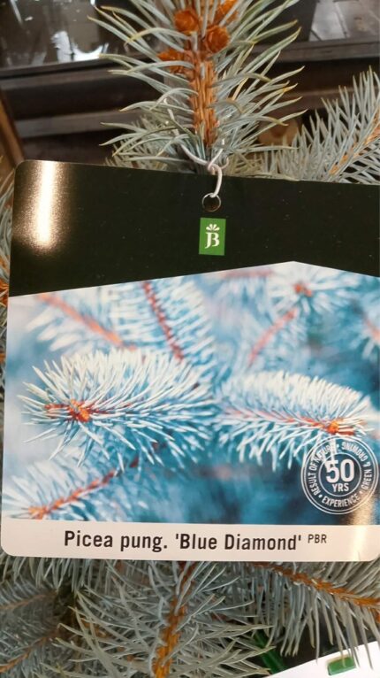 Blågran/Coloradogran "Blue Diamond"  40/50 c  5 l potte