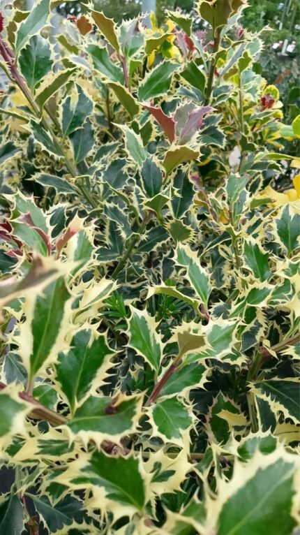 Krristorn " Argentea Marginata" 100/120 cm  20 l potte