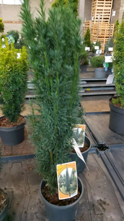 Barlind "Fastigiata robusta" 2025 50-60cm  3,5L potte