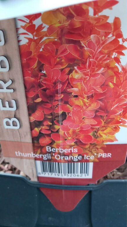 Berberis "Orange Ice"  2 l potte