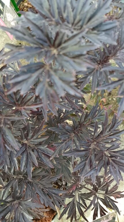 Svarthyll  "Straight Laced"  30/40 3 L potte