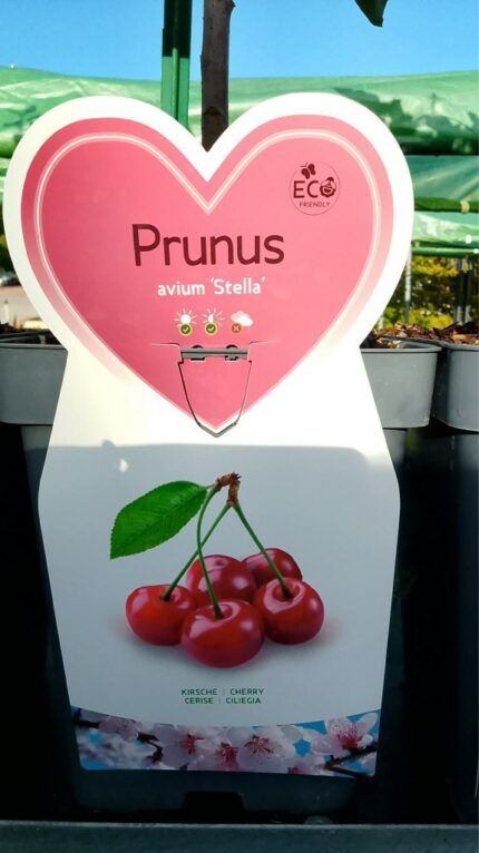 Søtkirsebær "Stella"  110/125   5 l potte