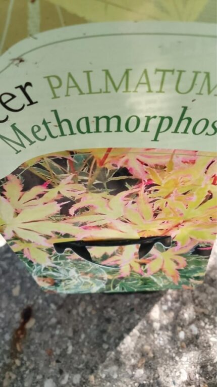 Japansk lønn " 'Metamorphosa'   40/50 cm 3 l potte