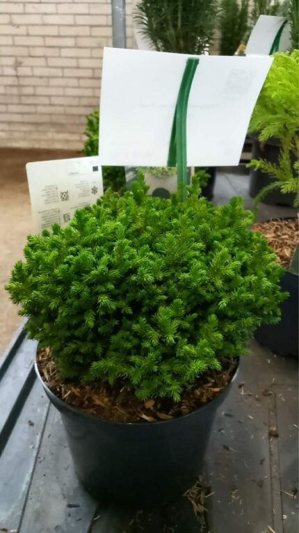 Cryptomeria "Green Pearl"  15/20  2 l Pottte