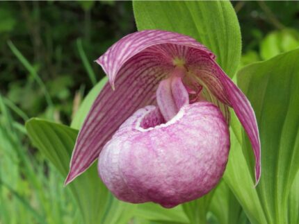 Hageorkide   Cypripedium Ann Elizabeth (Frosch®)