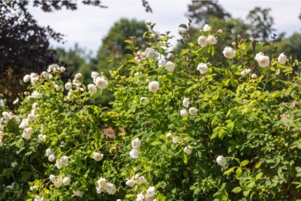 Austin rose, "Claire Austin", 6 l. pottestr.