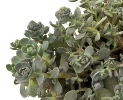 Sedum Orostachys 'Chinese Hat'  2 l potte