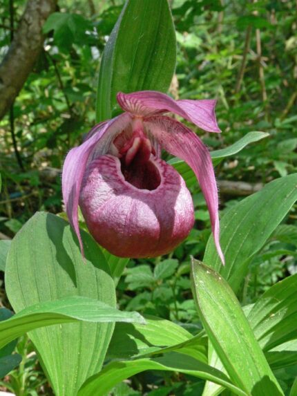 Hageorkide  Cypripedium Eurasia (Frosch®)