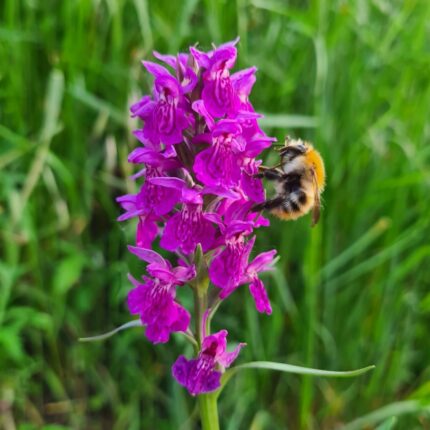 Dactylorhiza Foliorella