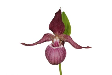 Cypripedium ROSA assorterte sorter - lavpris