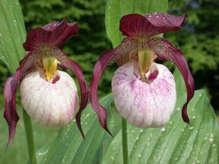 Hageorkide   Cypripedium Gisela (Frosch®)