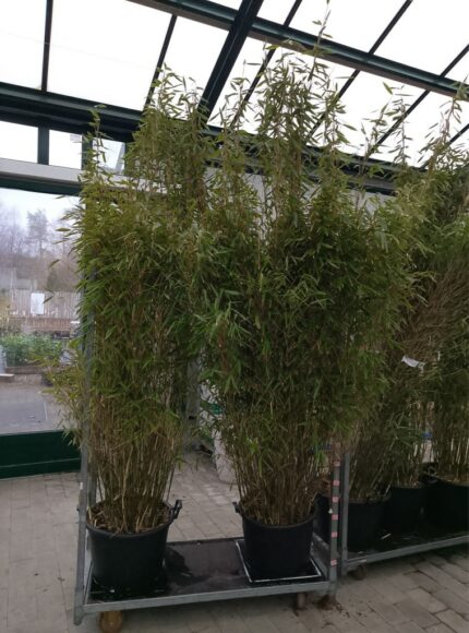 Bambus, Fargesia Murielae "Jumbo", salgshøyde 2,5 meter, pottestr. 15 liter