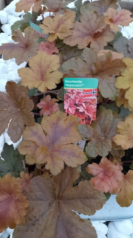 Alunrot - Heuchera "Hopscotch", pottestr. 13 cm