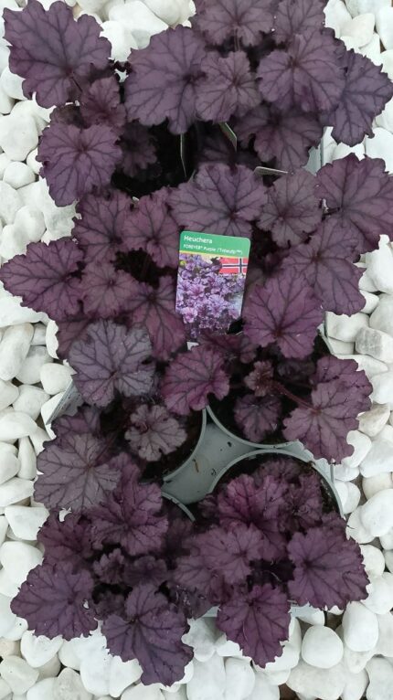 Alunrot - Heuchera " Forever Purple" pottestr. 13 cm