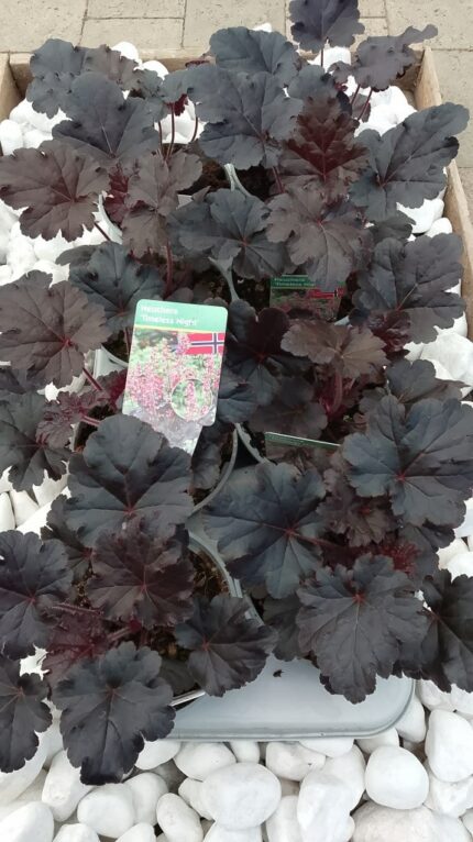 Alunrot - Heuchera " Timeless Night", pottestr. 13 cm