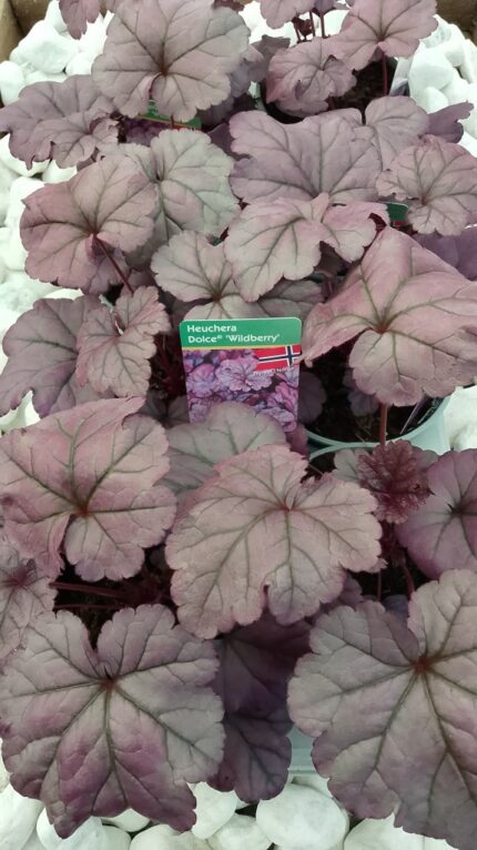 Alunrot - Heuchera Dolce "Wildberry", pottestr. 13 cm