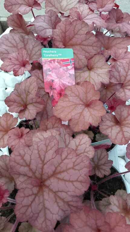 Alunrot - Heuchera "Coralberry" pottestr. 13 cm