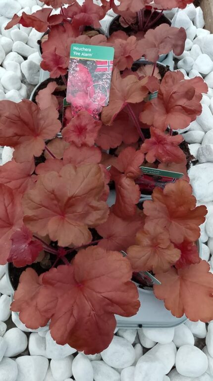 Alunrot - Heuchera "Fire Alarm", 13 cm potte