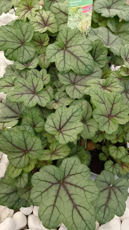 Alunrot - Heucherella "Pink Fizz" , 13 cm potte