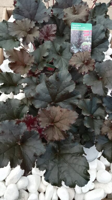 Alunrot - Heuchera "Dark secret", 13 cm potte