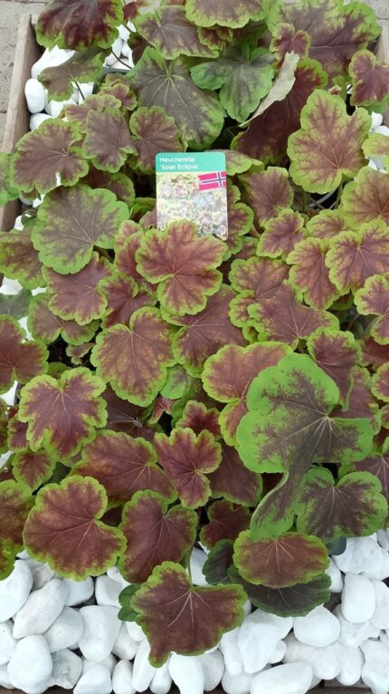 Alunrot - Heuchera "Solar Eclipse", 13 cm potte