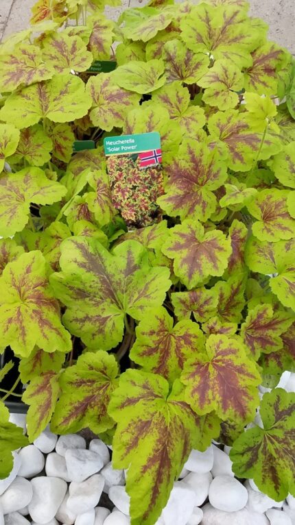 Alunrot - Heuchera "Solar Power" 13 cm potte