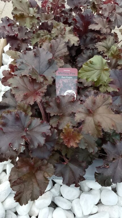 Alunrot - Heuchera " Melting Fire" 13 cm potte
