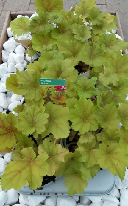Alunrot - Heuchera "Electra", 13 cm potte