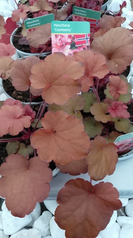 Alunrot - Heuchera "Cranberry", 13 cm potte
