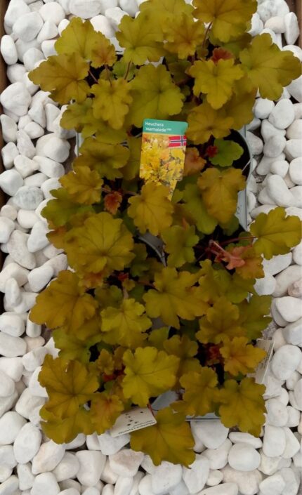 Alunrot - Heuchera "Marmelade", 13 cm potte