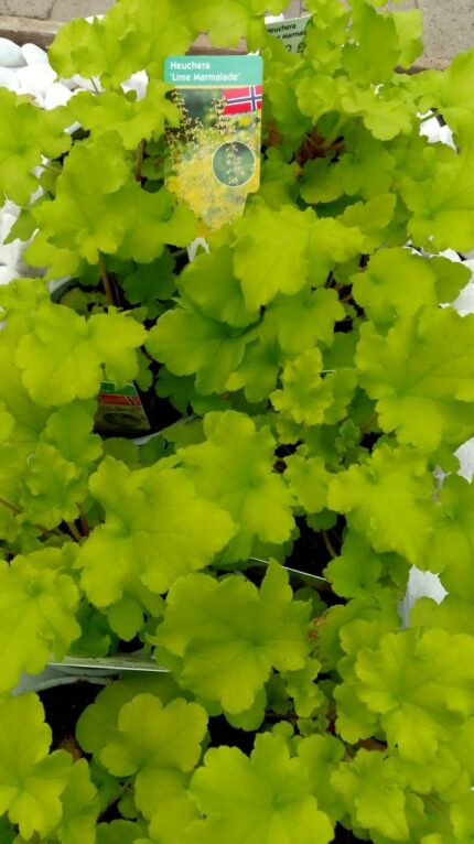Alunrot - Heuchera "Lime Marmelade", 13 cm potte