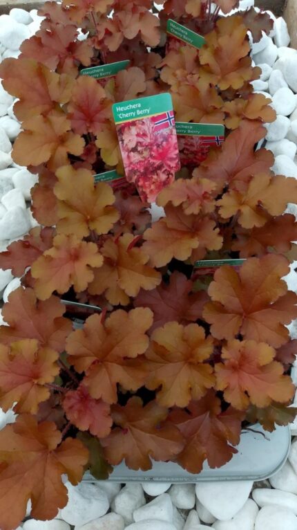 Alunrot - Heuchera "Cherry Berry", 13 cm potte