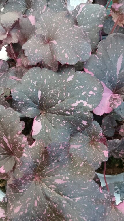 Alunrot - Heuchera "Midnight Rose", 13 cm potte