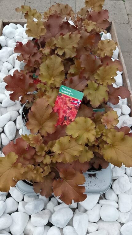 Alunrot, Heuchera "Gojiberry" 13 cm potte