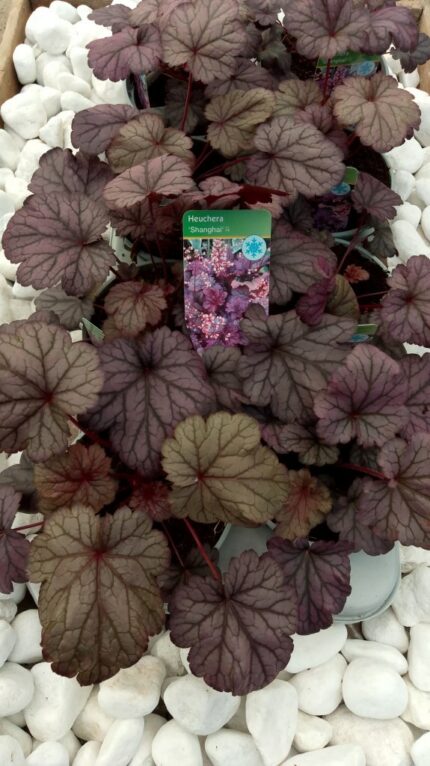 Alunrot, Heuchera "Shanghai", 13 cm potte