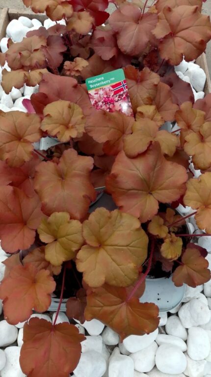 Alunrot, Heuchera "Boysenberry", 13 cm potte, norskprodusert