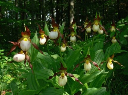 Hageorkide  - Cypripedium Ingrid (Frosch®)