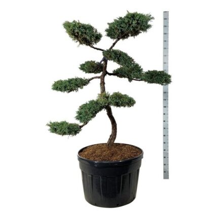 Eine "Blue carpet" 125-150 cm