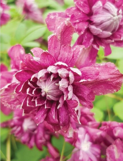 Mørk Rød klematis 'Purpurea Plena Elegans' 2L potte