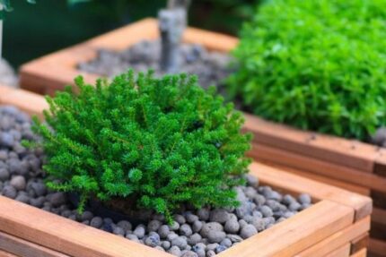 Fjellkrekling "Duett" (Eliteplante), salgsbr 25-30 cm, pottestr. 3,5 l.